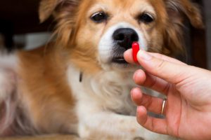 Pet Medications